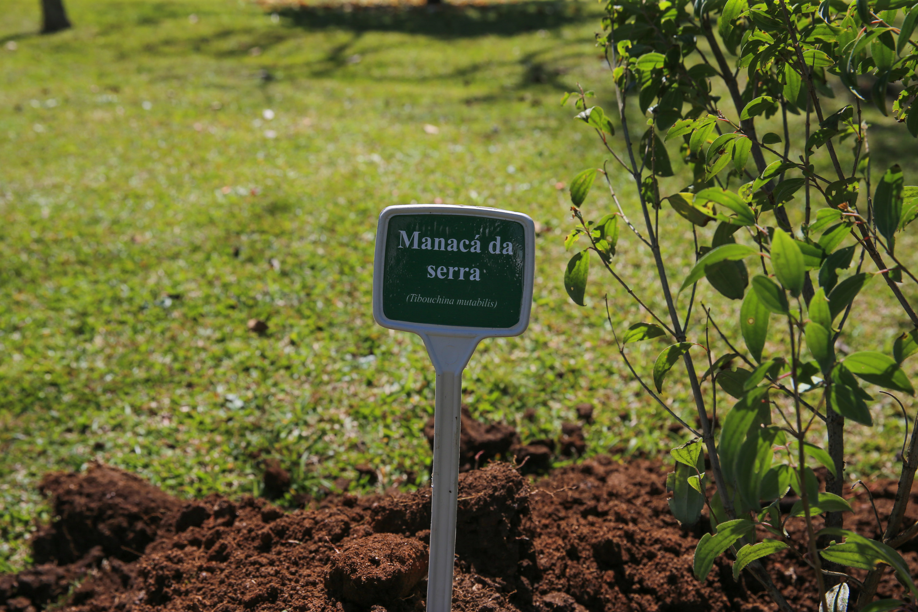 O Governador Carlos Massa Ratinho Junior participa nesta sexta-feira (28), da campanha Floresce Paraná, em comemoração ao Dia Nacional do Voluntariado. A ação é liderada pela primeira-dama do Estado e presidente do Conselho de Ação Solidária, Luciana Saito Massa. Acompanhados do secretário do Desenvolvimento Sustentável e do Turismo, Marcio Nunes. Curitiba, 28/08/2020. Foto: Geraldo Bubniak/AEN